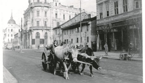 451910_volovi-u-beogradu_f